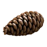 Pinecone nose